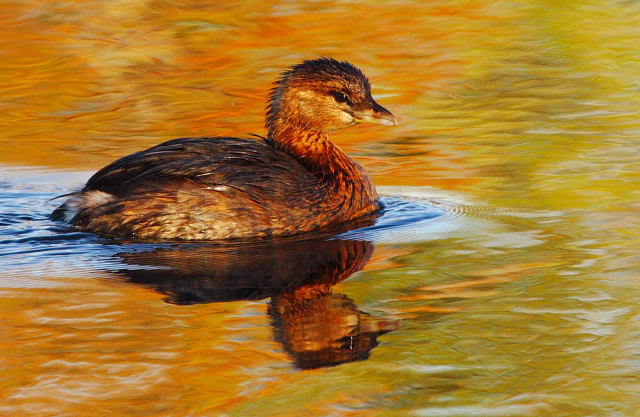 8_Pied-billed Grebe_Andrew McInnes-2AM-13193_small